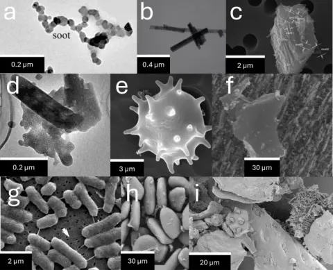 Figure 1. Electron microscopy pictures from various particles. (a) Agglomerate of soot particles adapted from Li et al., CC BY 4.0. (b) Asbestos fibres adapted from Schneider et al., CC BY 4.0. (c) Asbestos fibers lying on a larger particle released during sawing of a floor tile. Adapted from Ervik et al., CC BY 4.0. (d) Sea salt particle (Na2SO4) adapted from Dang et al., CC BY 4.0. (e) Fungi spore adapted from Valsan et al., CC BY 3.0. (f) Chloride-rich mineral dust adapted from Morantes et al., CC BY 4.0. (g) Salmonella bacteria adapted from Golding et al., CC BY 4.0. (h) Flour adapted from RodrÍguez-Lora et al., CC BY 4.0. (i) House dust adapted from Flickr, CC BY 2.0.